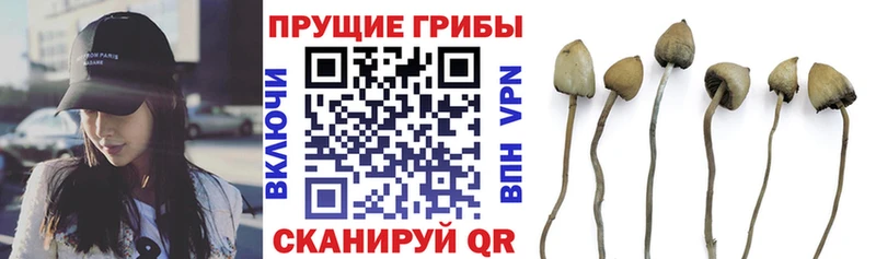 Псилоцибиновые грибы Psilocybe  hydra сайт  Меленки 